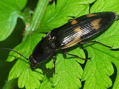Click Beetle